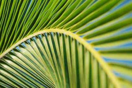 palm-sunday-long1